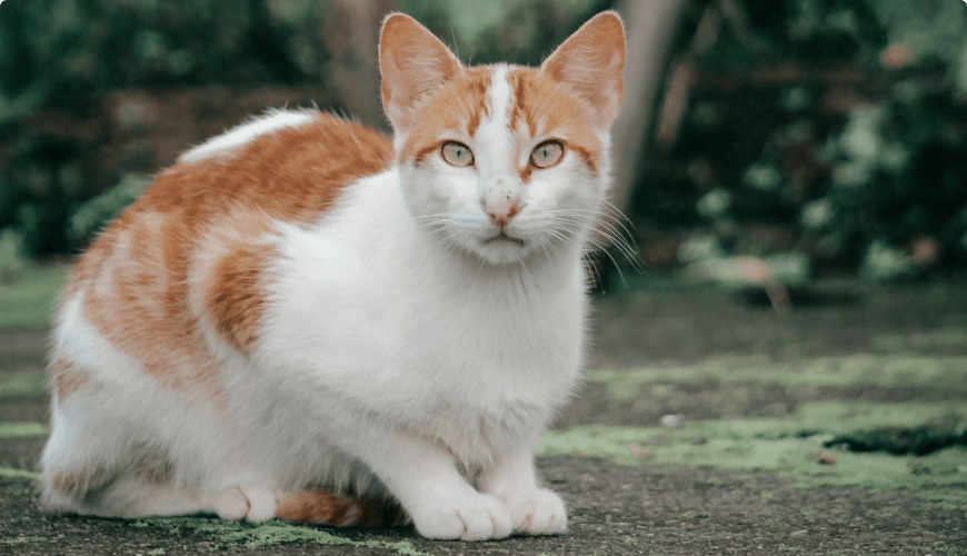 Gatos de Raça