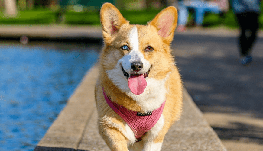 Husky Siberiano